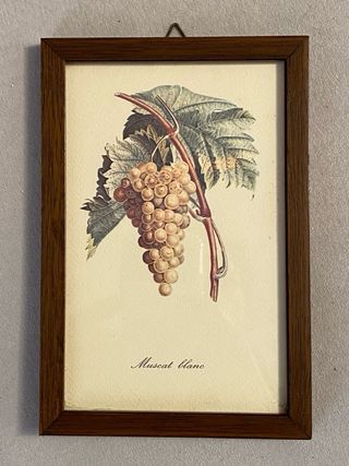 Set 4 Quadretti Botanici Vintage Stampe Frutta