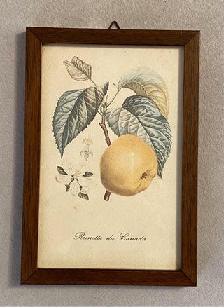 Set 4 Quadretti Botanici Vintage Stampe Frutta
