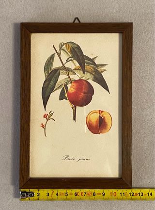 Set 4 Quadretti Botanici Vintage Stampe Frutta