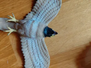 Colección 5 Figuras de Aves