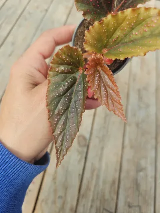 Begonia Maculata Pink spot