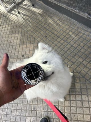 Insigniapersonalizada