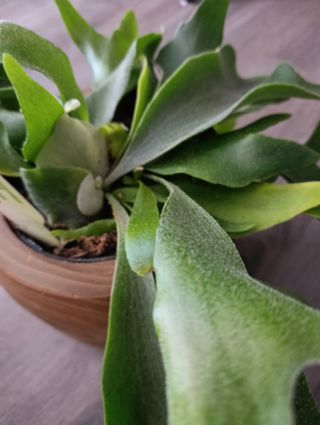 Maceta Cuerno de Alce