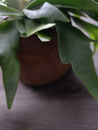 Maceta Cuerno de Alce