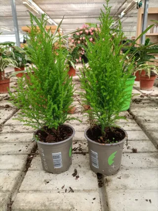Cipresso Limone 35cm Set 2