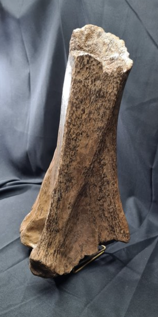 Hueso Fósil Mamut Lanudo, Ulna, 55cm