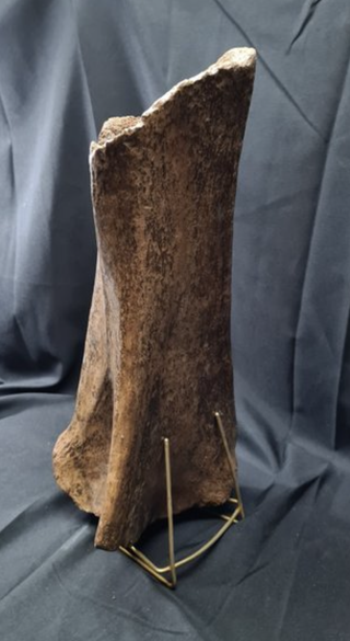 Hueso Fósil Mamut Lanudo, Ulna, 55cm