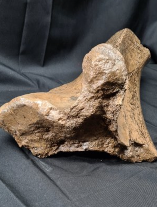 Hueso Fósil Mamut Lanudo, Ulna, 55cm