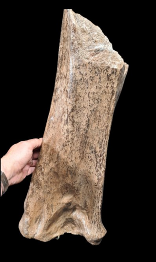 Hueso Fósil Mamut Lanudo, Ulna, 55cm