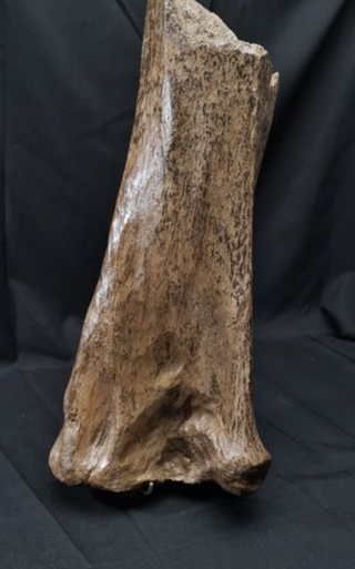 Hueso Fósil Mamut Lanudo, Ulna, 55cm
