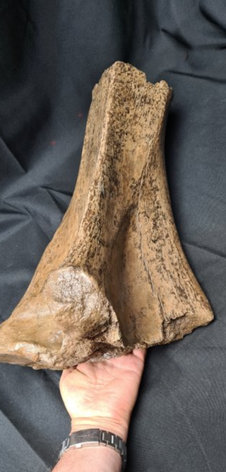 Hueso Fósil Mamut Lanudo, Ulna, 55cm