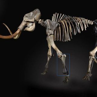 Hueso Fósil Mamut Lanudo, Ulna, 55cm