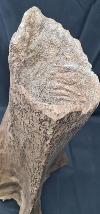 Hueso Fósil Mamut Lanudo, Ulna, 55cm
