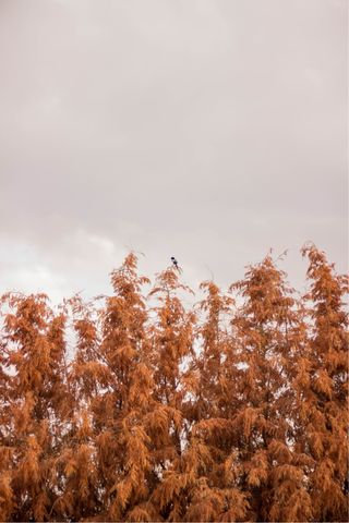 Cámara Canon EOS Rebel T3i + Lentes + Bolso