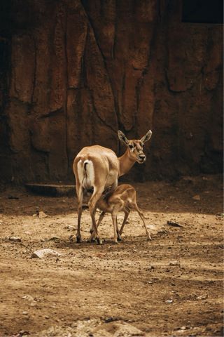 Cámara Canon EOS Rebel T3i + Lentes + Bolso