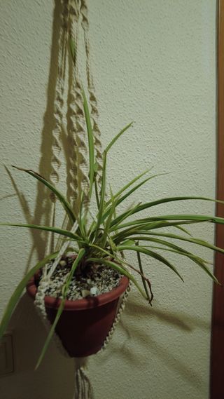Colgador Macramé Plantas Estilo Escandinavo