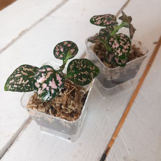 Planta Hypoestes Tropical