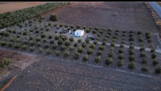 Finca con olivos
