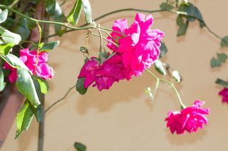 Sigma Zoom AF 28-200mm f/4-5.6 Sony A