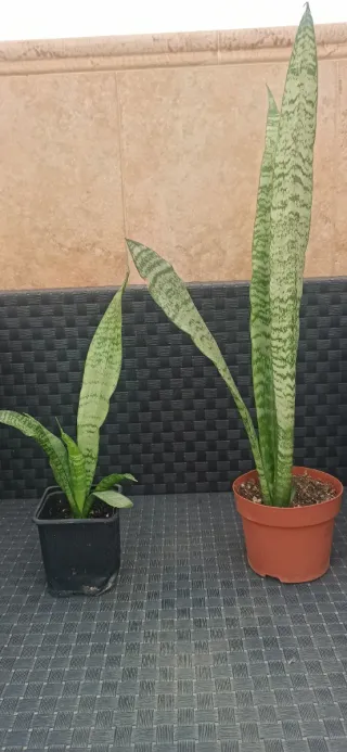 Lengua de suegra - Planta Sansevieria