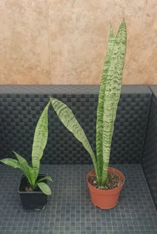 Lengua de suegra - Planta Sansevieria
