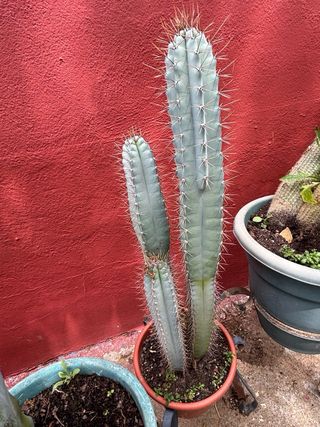 Cactus grandes en maceta Lo doy en mano