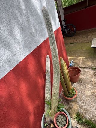 Cactus grandes en maceta Lo doy en mano