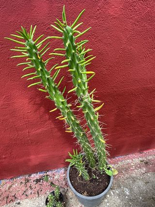 Cactus grandes en maceta Lo doy en mano