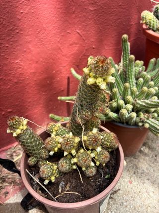 Cactus mediano en maceta  con flores
