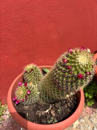 Cactus mediano en maceta  con flores