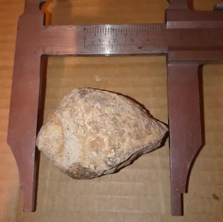 Lote de 6 Fósiles Marinos