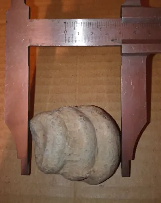 Lote de 6 Fósiles Marinos