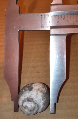 Lote de 6 Fósiles Marinos