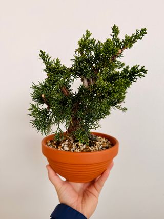 Juniperus kishu pre bonsai