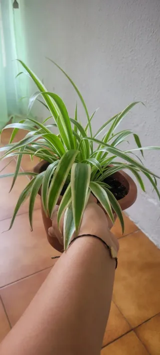 Planta Cinta