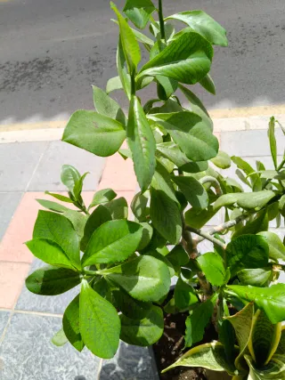 Lechero Africano en maceta