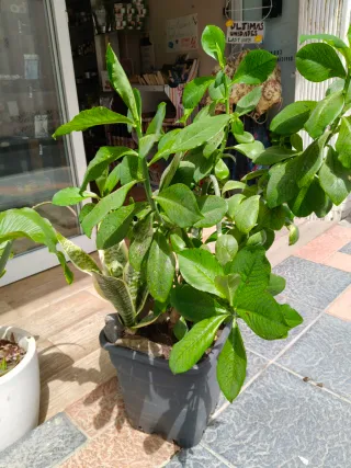 Lechero Africano en maceta