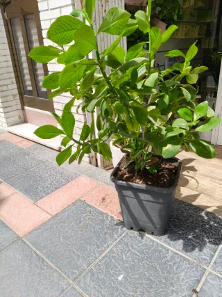 Lechero Africano en maceta