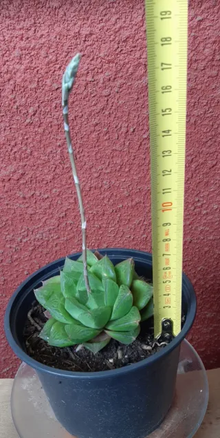 Planta suculenta Haworthia Cymbiformis