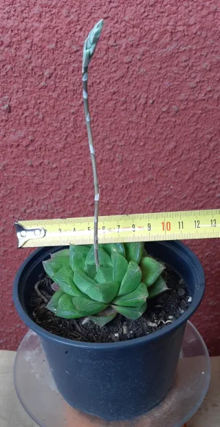 Planta suculenta Haworthia Cymbiformis
