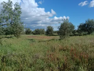 Finca Rústica de Secano.