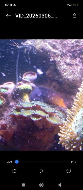Acuario Marino cúbico a recoger en Lorquí.