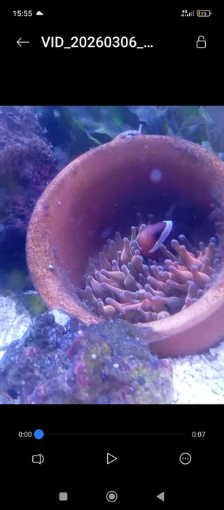 Acuario Marino cúbico a recoger en Lorquí.