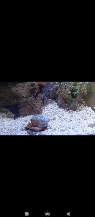 Acuario Marino cúbico a recoger en Lorquí.