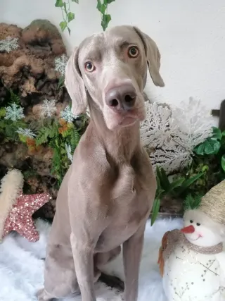 Busco trabajo paseando perros