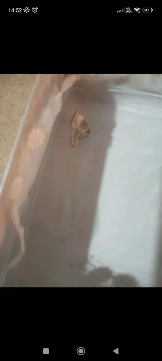 Svuota tasche in cristallo