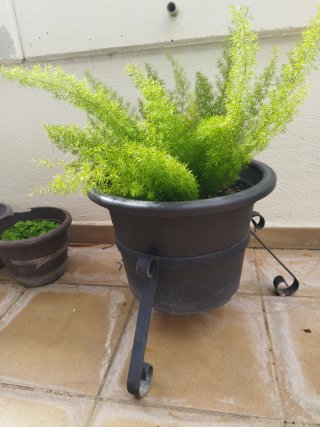 Jardinera Negra con Planta Verde cola de zorro