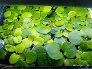Plantas flotantes para acuario