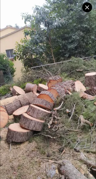 Poda y tala de pinos profesional