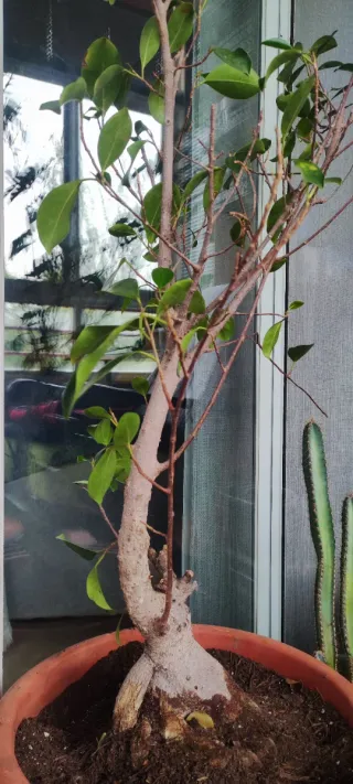 Ficus microcarpa bonsái. VENTA EN CÁCERES.